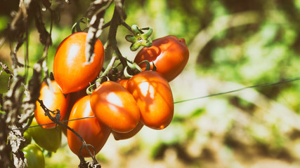 Small Tomatoes On The Field