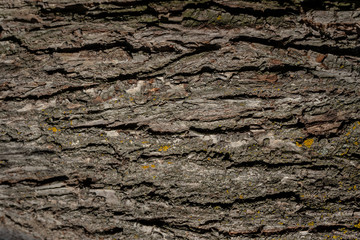 Holz Rinde von einem alten Baum