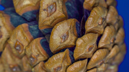 22552_The_tip_of_the_scale_of_the_Pinus_nigra_on_a_macro_shot30.jpg