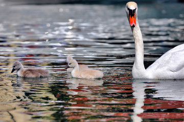 A mute swan (Cygnus olor) swims with its ducklings in the lake - obrazy, fototapety, plakaty