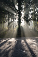 Trees with sun beam and fog