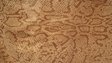 Snake skin background. Close up.