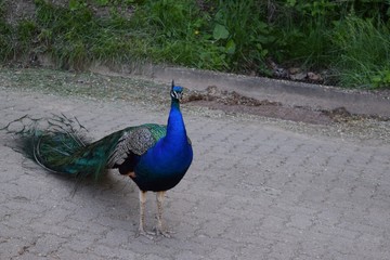 Fototapeta premium Peacock