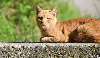 Cute brown cat sitting in the garden