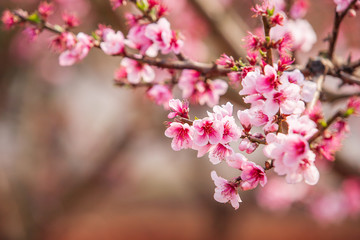 Fototapeta na wymiar Blooming Peach cherry flowers.