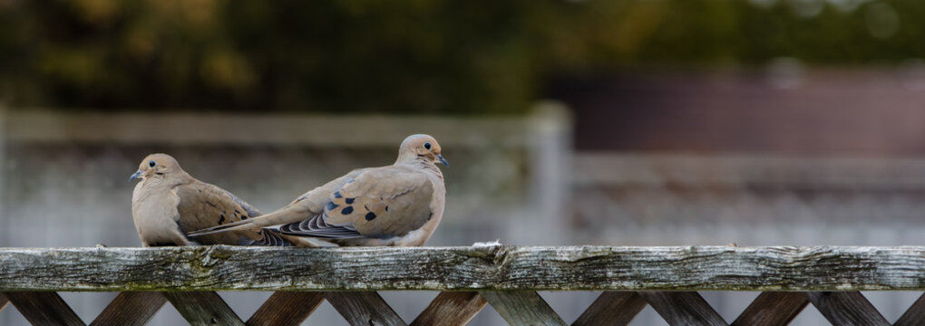 Panorama of two doves on a fence