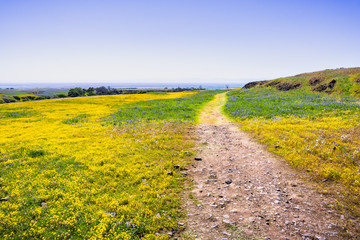 Walking trail through fields covered in wildflowers, North Table Ecological Reserve, Oroville, California