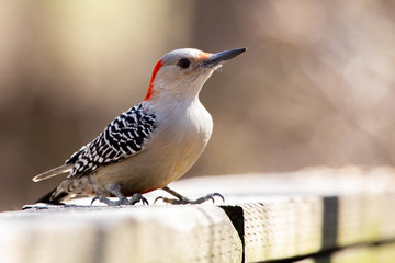 Fauna Avian Colourful Colorful Bird Birds Red Bellied Woodpecker