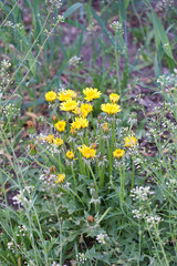 beautiful flowers of my garden in spring