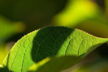 Green Leaf Vein Macro