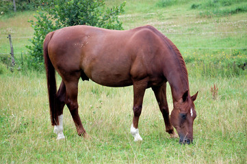 bay horse with a white patch on the head