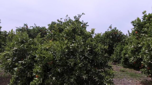 Aerial view of a n orange trees plantation with fruits and flowers