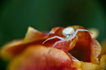 beautiful flowers of my garden in spring