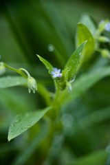 beautiful flowers of my garden in spring
