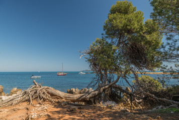 Naklejka premium pin déraciné en bord de mer