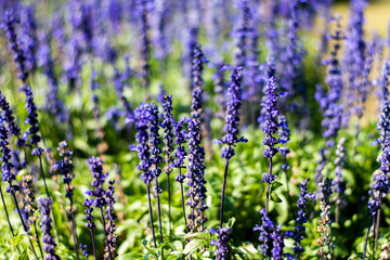 Obraz premium Lavandula on the morning at garden.