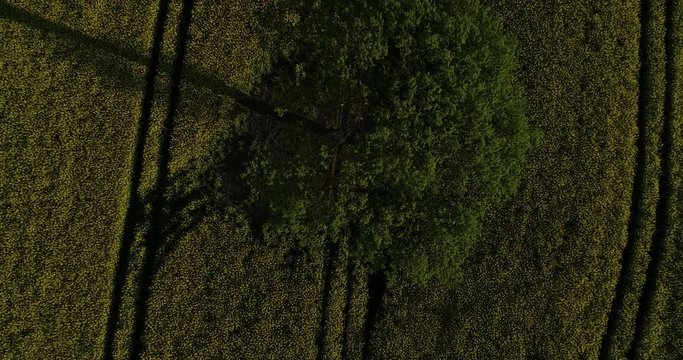 Drohnen Flug- und Luftaufnahme &uuml;ber einem Rapsfeld