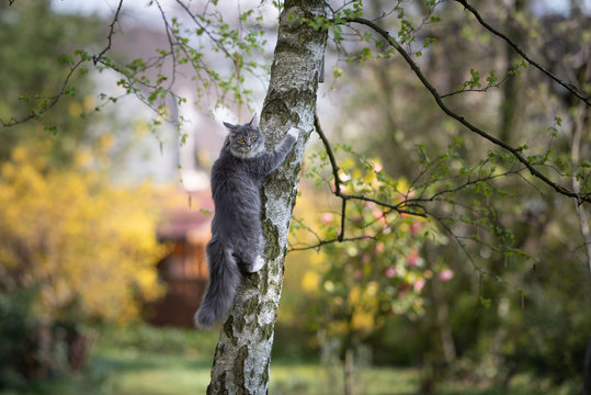 young blue tabby maine coon cat climbing up a birch tree in the back yard looking at camera
