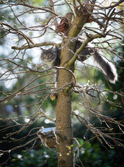 young blue tabby maine coon kitten on a tree with bird house outdoors in the garden