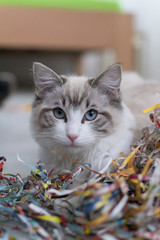Cute pet Ragdoll cat. White, brown and black fur. Blue eyes. Lazy cat. Cat in the apartment.