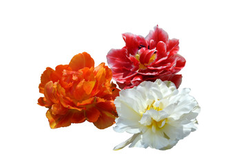 Three colorful peony tulips isolated