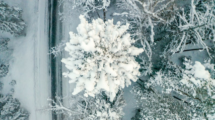 22798_Aerial_view_of_the_thick_white_snow_on_the_pine_tree71.jpg