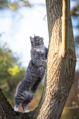 side view of a young blue tabby maine coon cat climbing up a tree looking up to the top