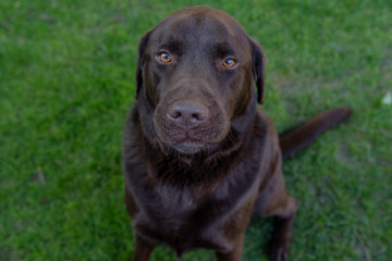 Brauner Labrador mit treuem Blick