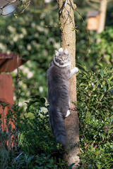 young blue tabby maine coon cat climbing up a tree in the sunlight looking back at camera