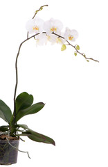 Isolated white orchids on a white background