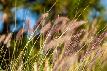 Poaceae on evening at garden