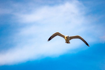 seagull