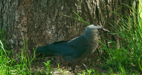 Fototapeta premium 2630_A_black_jackdaw_hopping09.jpg