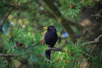 mit der amsel in den frühling