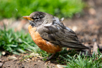 Wildlife Fauna Birds Red Orange American Robin Juvenile