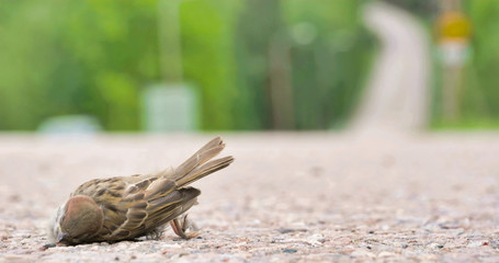 2638_A_dead_sparrow_lying_on_road00.jpg