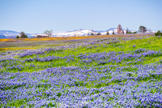 Meadow covered in Sky Lupine (Lupinus nanus) wildflowers, North Table Ecological Reserve, Oroville, California