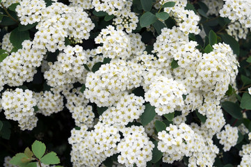 Lots of white flowers of spiraea, or spirea, blooming.