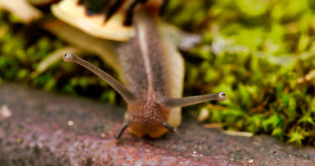 2685_The_snail_eating_some_grass46.jpg