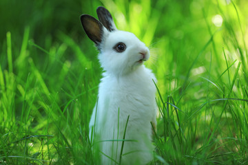 Funny white bunny on a green meadow