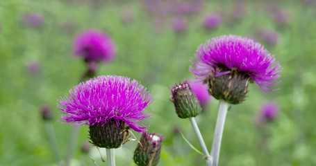 2720_The_purple_flower_of_a_Thistle_plant0000.jpg