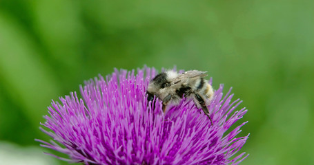 2721_A_big_bee_sucking_on_the_flower_of_Thistle0003.jpg
