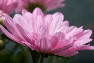 nature background pink chrysanthemum flowers