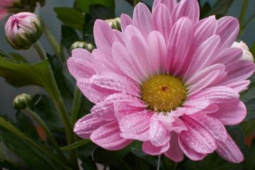 Obraz premium nature background pink chrysanthemum flowers