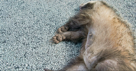 2757_The_hands_of_a_dead_Badger_with_flies_on_it0003.jpg © Nordicstocks