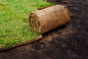 rolling a grass roll with ground for a new lawn