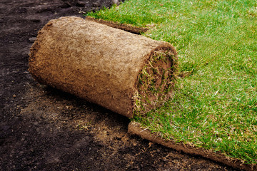 rolling a grass roll with ground for a new lawn