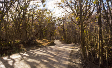 Fototapeta premium Main dirt road inside Tierra del Fuego National park on a winter day, with sunlight coming through the old nothofagus trees in autumn colors, with long contrast shadows