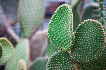 Green cactus Opuntia close up and background