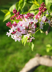 Blooming lilac in early spring